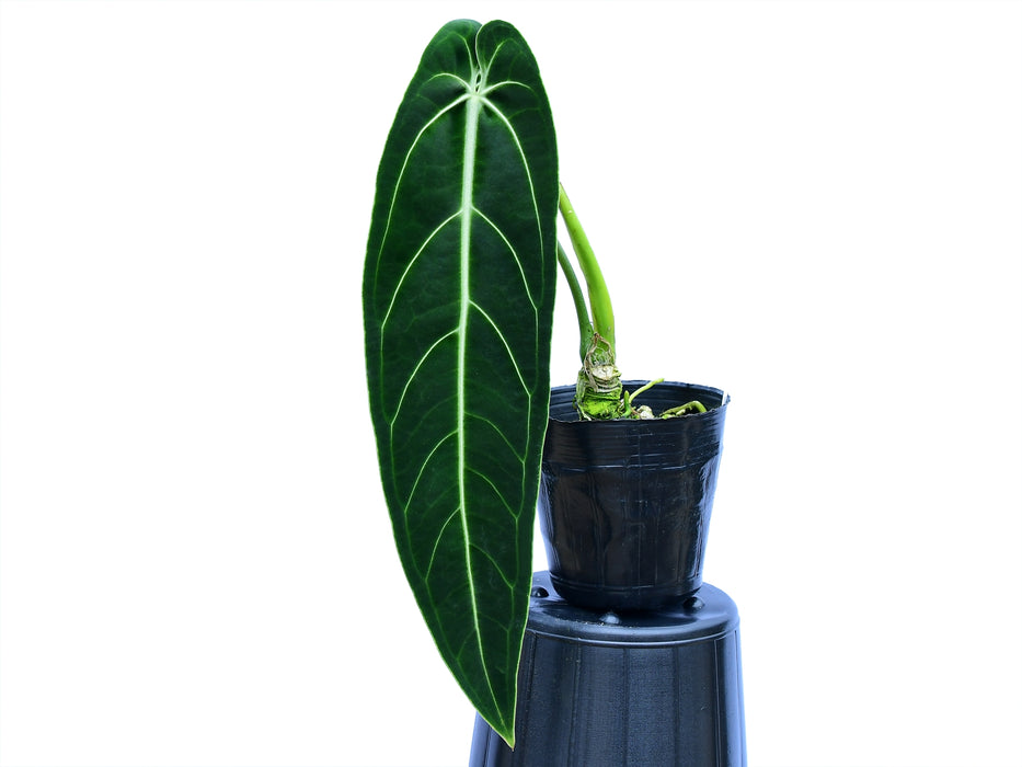 Anthurium warocqueanum