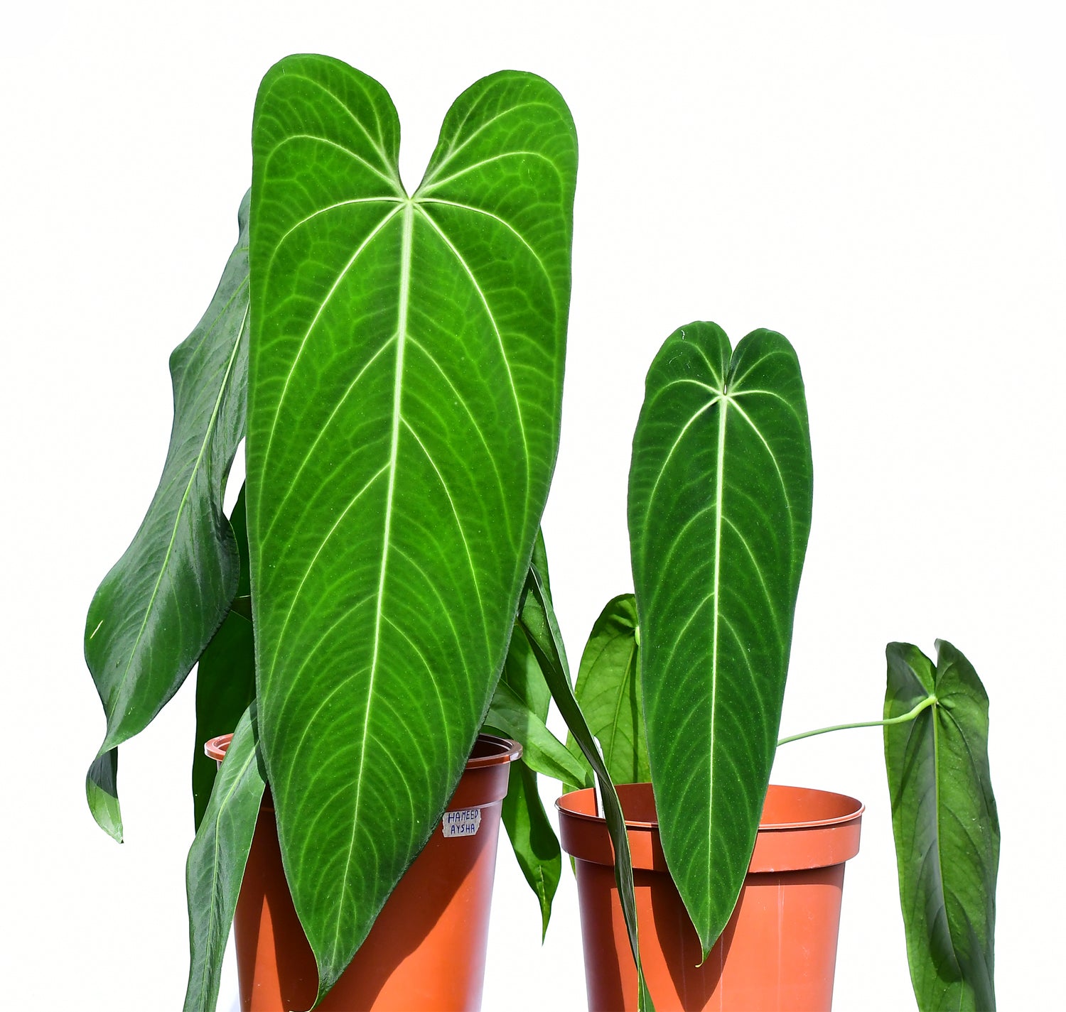 Anthurium warocqueanum 'Esmeralda' (Big)