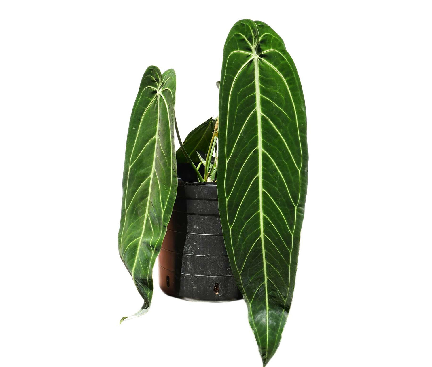 Anthurium warocqueanum