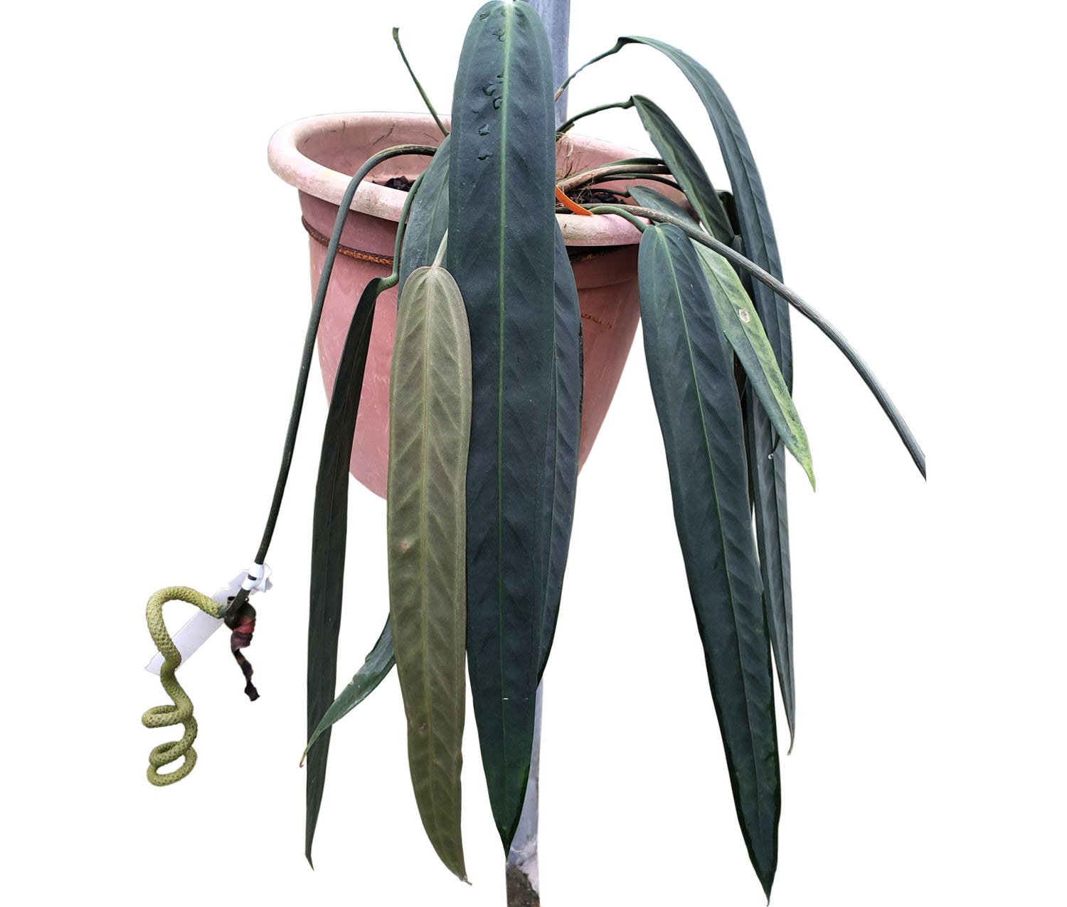 Anthurium wendlingeri