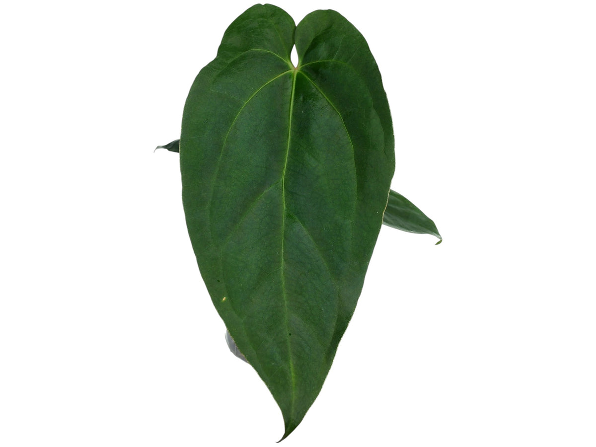 アンスリウム　Sp. The Hope of The Amazon Anthurium Amazon Fox Inverse - Golden Veined Hybrid | Ecuagenera