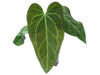Anthurium Crystal Soul of the Andes