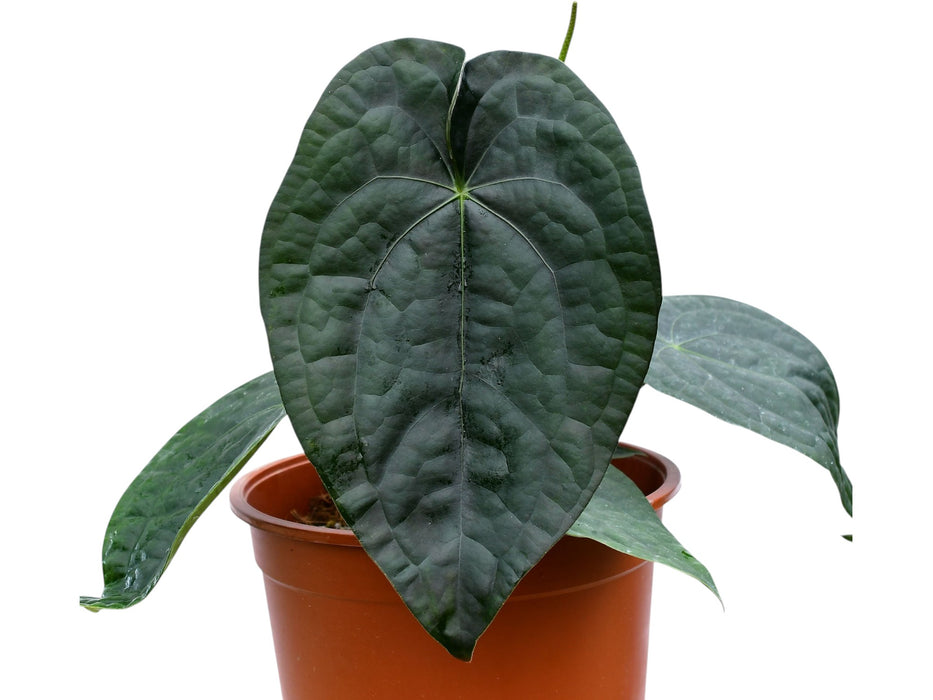anthurium volare Anthurium David Portilla Dreams