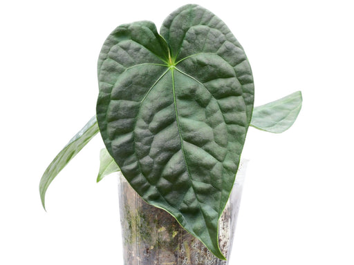 anthurium portilla dreams Anthurium David Portilla Dreams 'Inverse crossing'
