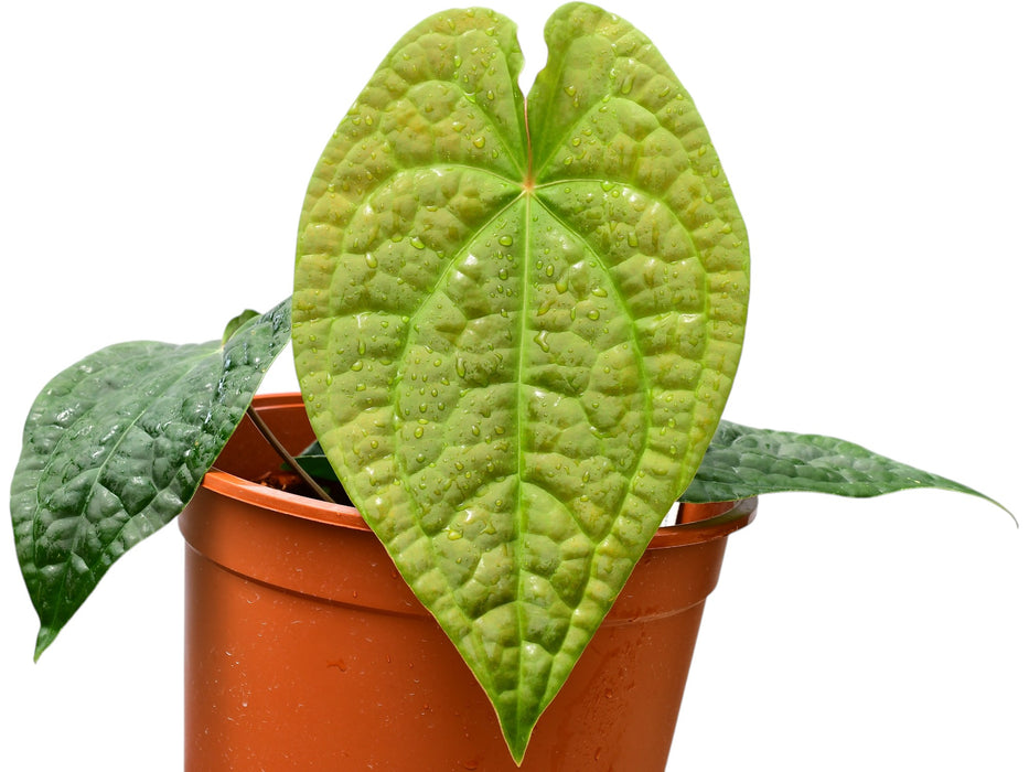 Anthurium David Portilla Dreams 'Inverse crossing