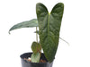 Anthurium Luis's Mustache