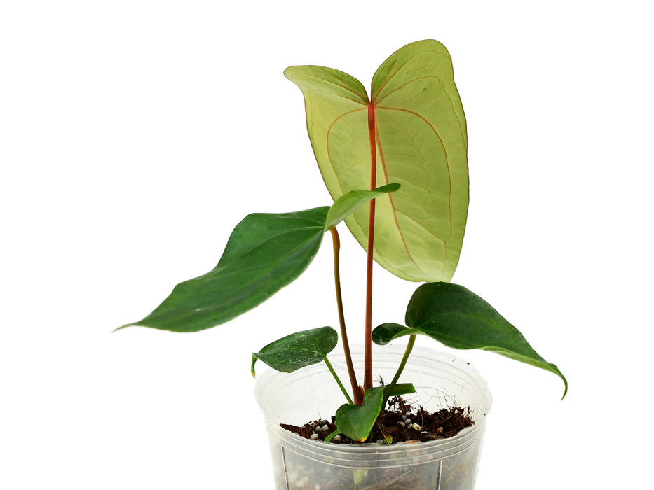 ingrijire anthurium Anthurium Magnificent Gigi Inverse