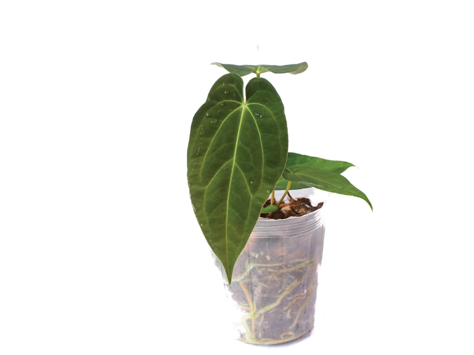 anthurium phallic Anthurium Magnificent Girl 'Fantasy' x Anthurium papillilaminum (seedling)