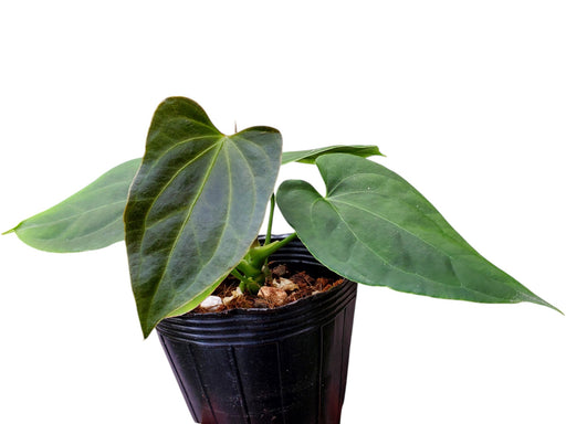 anthurium andean moon Anthurium Patrick Legendario - Crystal Sky x Andean Moon Hybrid