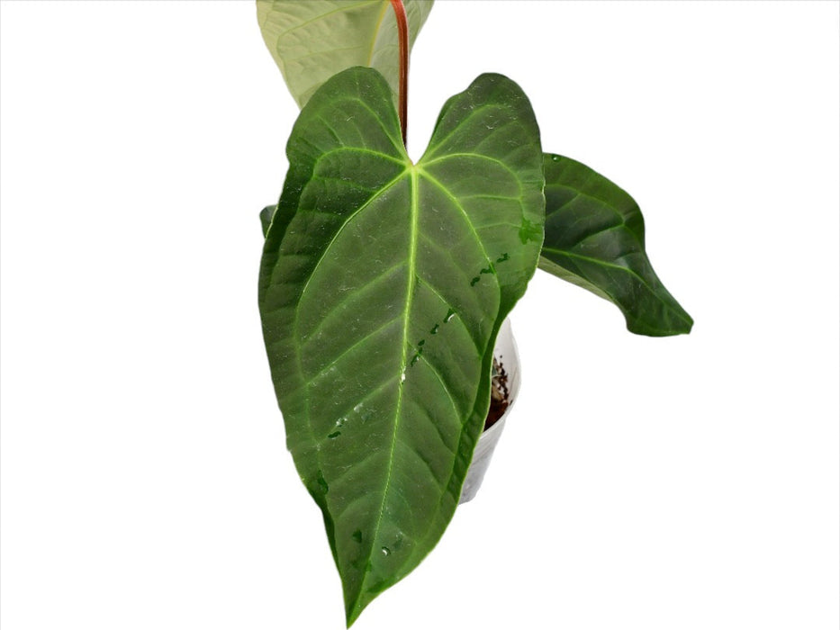 anthurium exota Anthurium Royalty