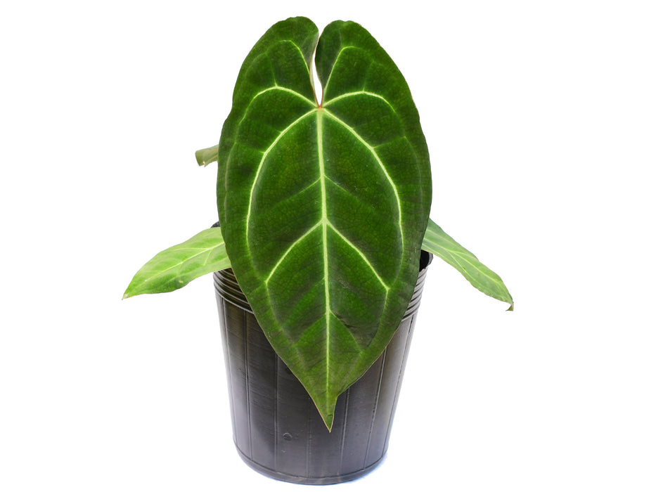 Anthurium Silver Streak x Anthurium besseae aff