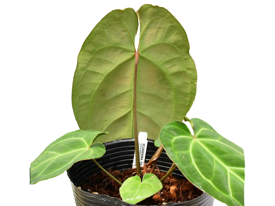 Anthurium Silver Streak x Anthurium besseae aff