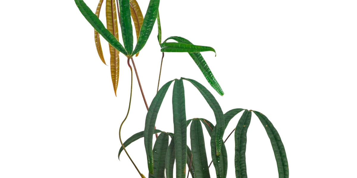 anthurium cutucuense for sale Anthurium cutucuense - Long Strap-Shaped Leaves
