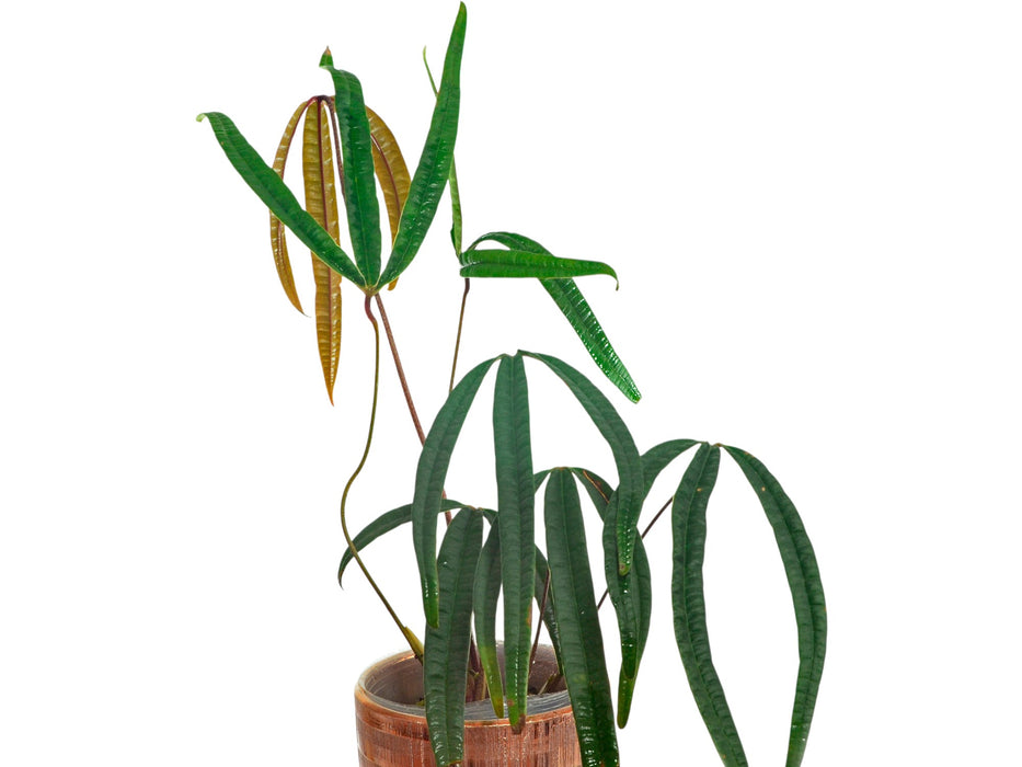 Anthurium cutucuense