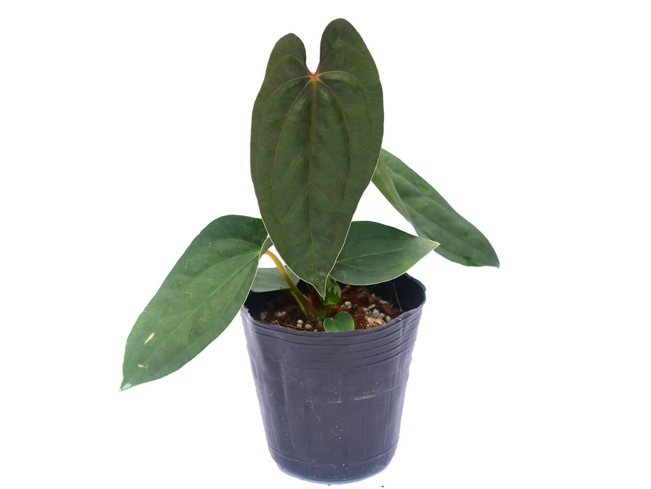 Anthurium Leonie Portilla Inverse crossing