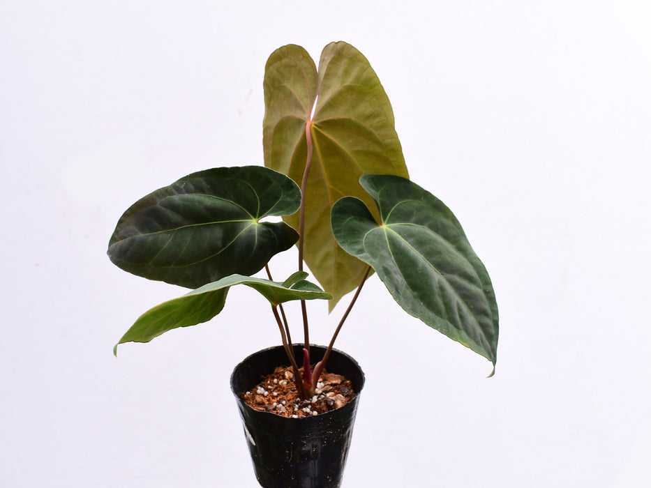Anthurium papillilaminum x Anthurium Fantasy