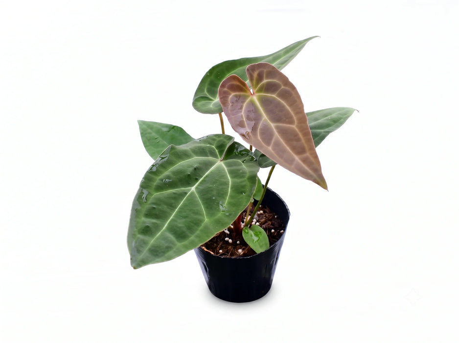 Anthurium Pink Crystal x Anth. Eureka