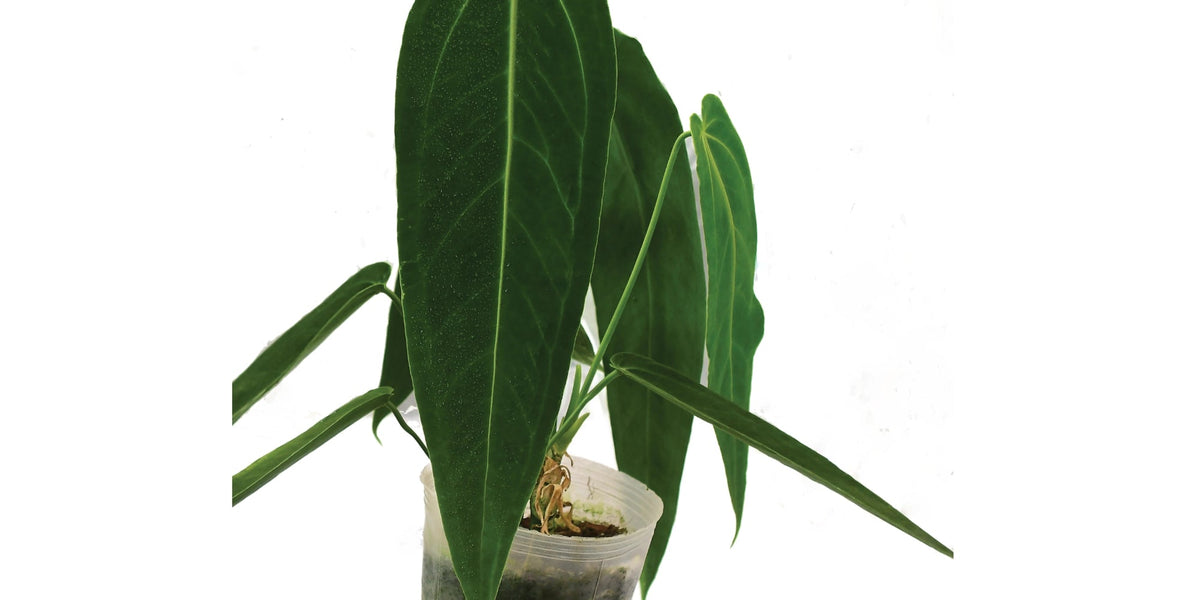 anthurium princess Anthurium Princess of Hearts 'Inverse crossing' — Ecuagenera USA Corp