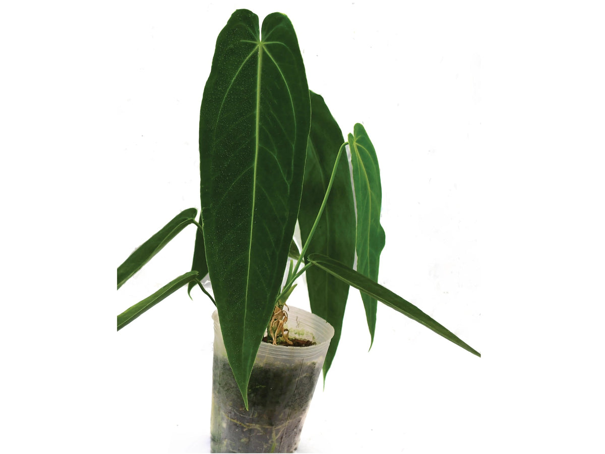 anthurium overose Anthurium Princess of Hearts 'Inverse crossing' — Ecuagenera USA Corp