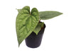 Anthurium Silver x Anthurium luxurians