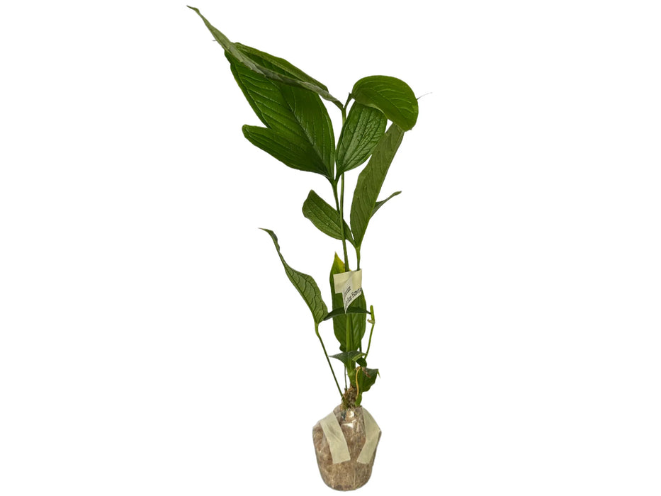 Anthurium triphyllum 'Esmeralda'