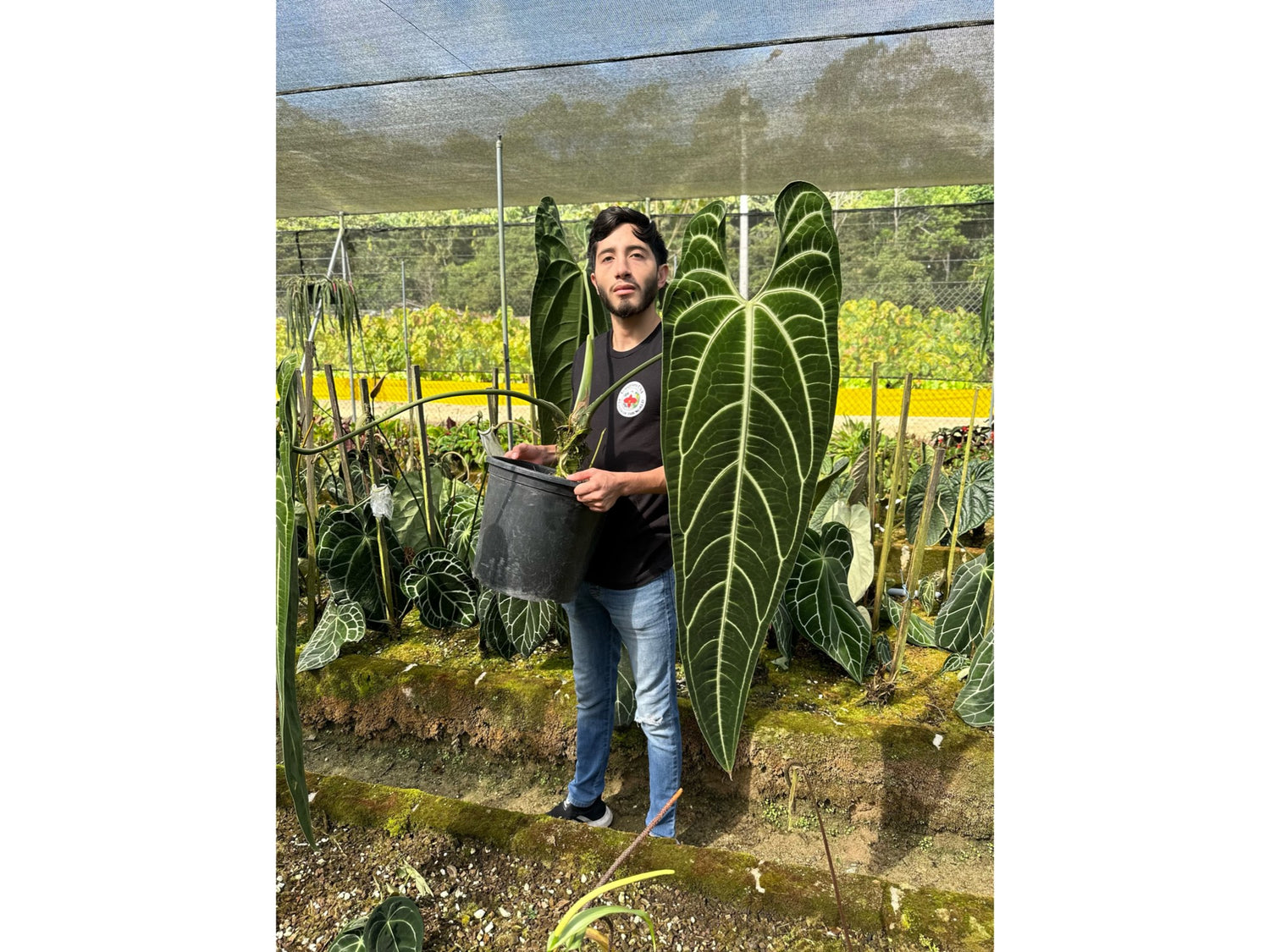 Anthurium warocqueanum (medium)