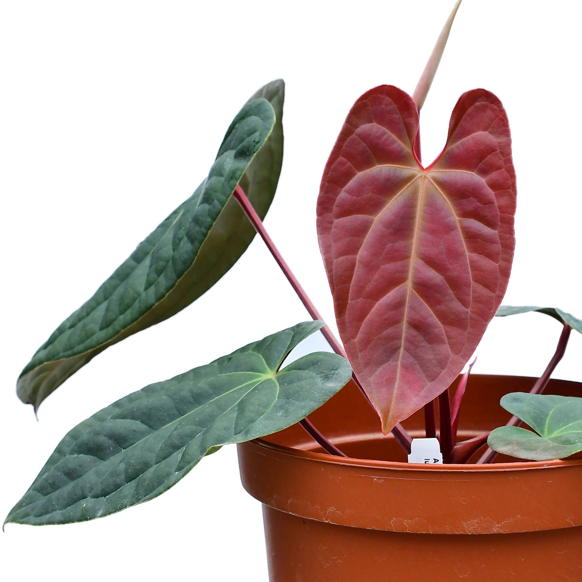 Anthurium Amazon Diamond Inverse - Silver Veined Hybrid