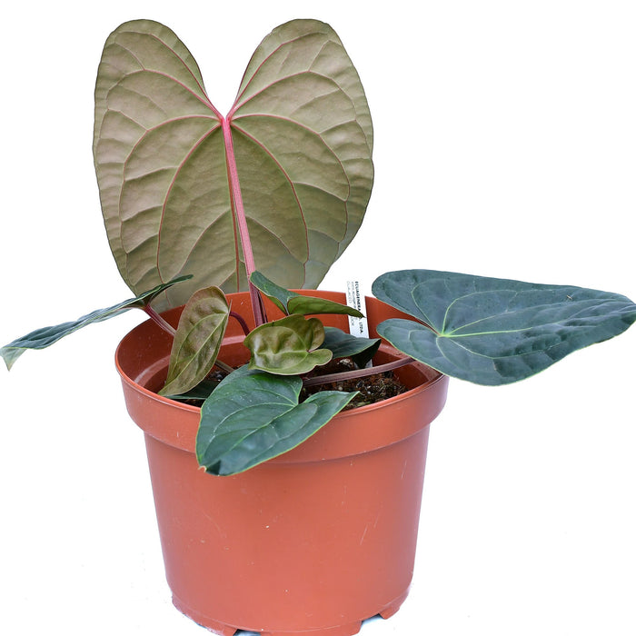Anthurium Amazon Diamond inverse crossing