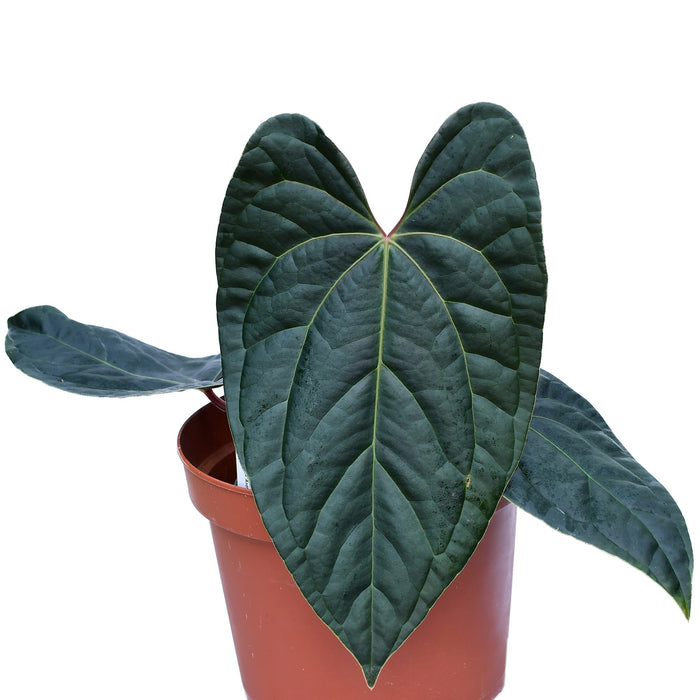Anthurium Amazon Diamond inverse crossing
