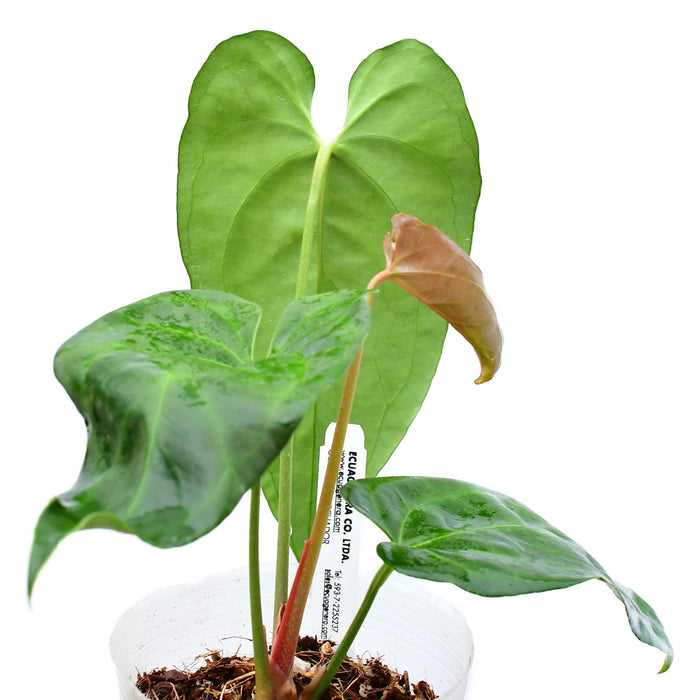 Anthurium Amazon Night Fox