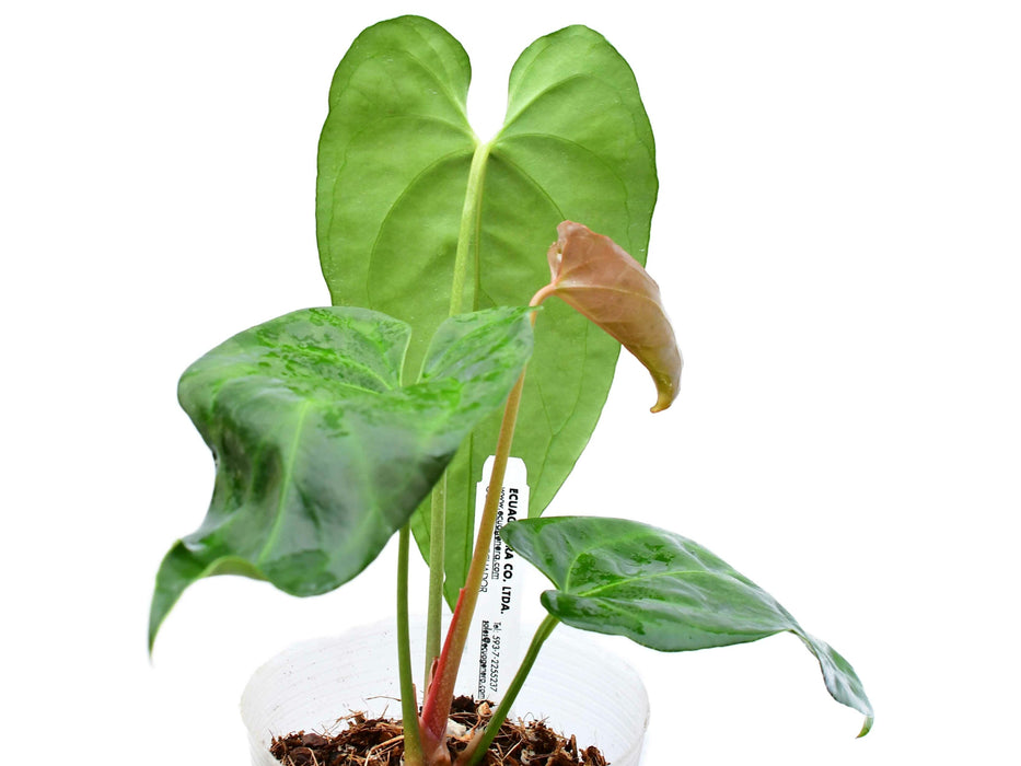 Anthurium Amazon Night Fox