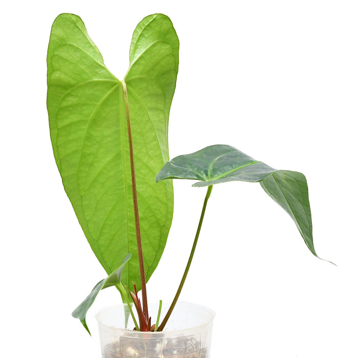 Anthurium Amazon Night Fox 'Inverse crossing'