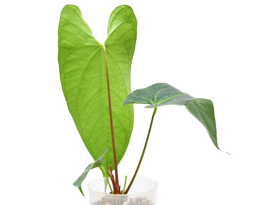 Anthurium Amazon Night Fox