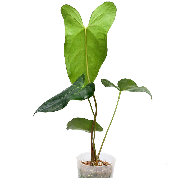 Anthurium Amazon Rabbit