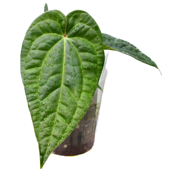 Anthurium Black Diamond 'Inverse crossing' (seedling) — Ecuagenera
