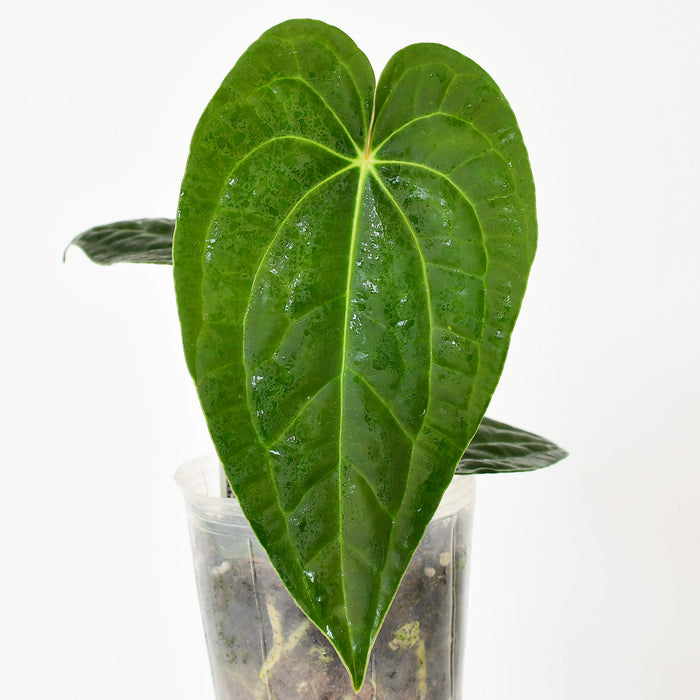 Anthurium Black Diamond