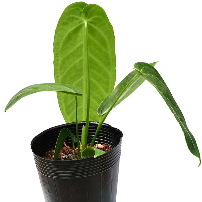 Anthurium Century queen