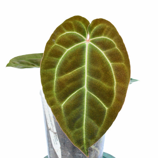 anthurium crystallinum x besseae Anthurium Crystal Sky - Crystallinum x Besseae Aff Hybrid