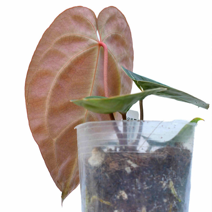 Anthurium Crystal Sky