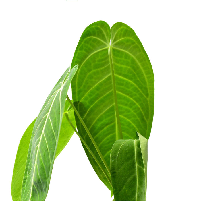 anthurium warocqueanum ecuagenera Anthurium Ecuagenera Queen 'Inverse crossing' — Ecuagenera USA Corp