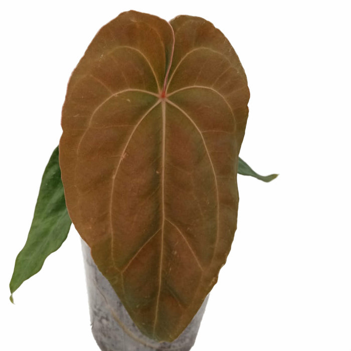 Anthurium Fantasy