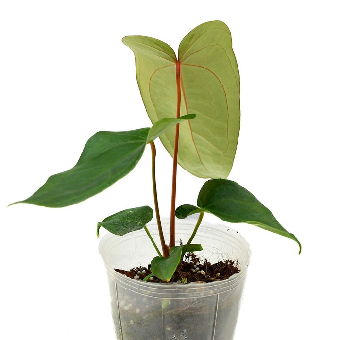 Anthurium Magnificent Gigi 'Inverse crossing'