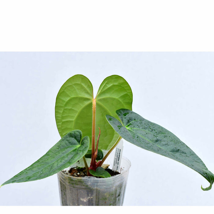 Anthurium Portilla Dreams