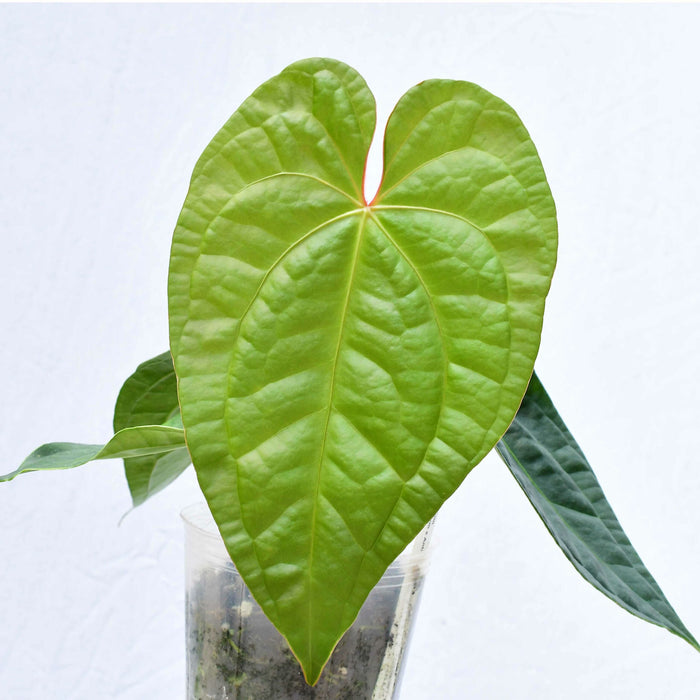 Anthurium Portilla Dreams