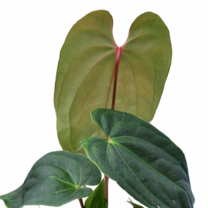 Anthurium Titanium