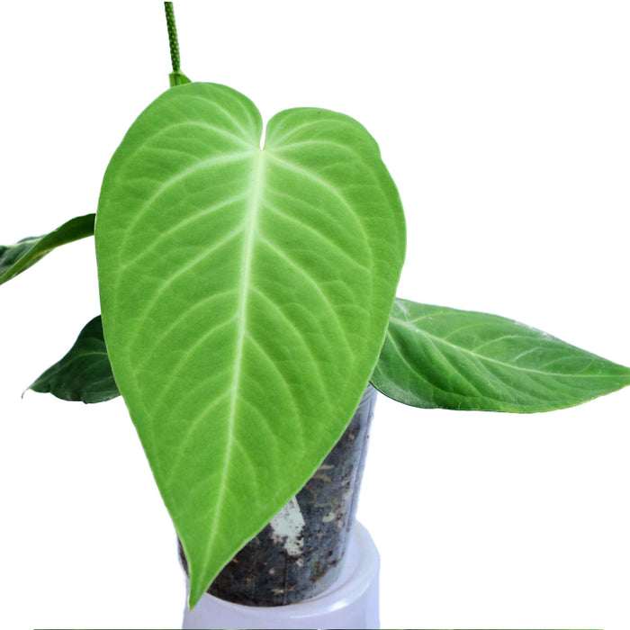 anthurium velvet Anthurium Velvety Heart — Ecuagenera USA Corp