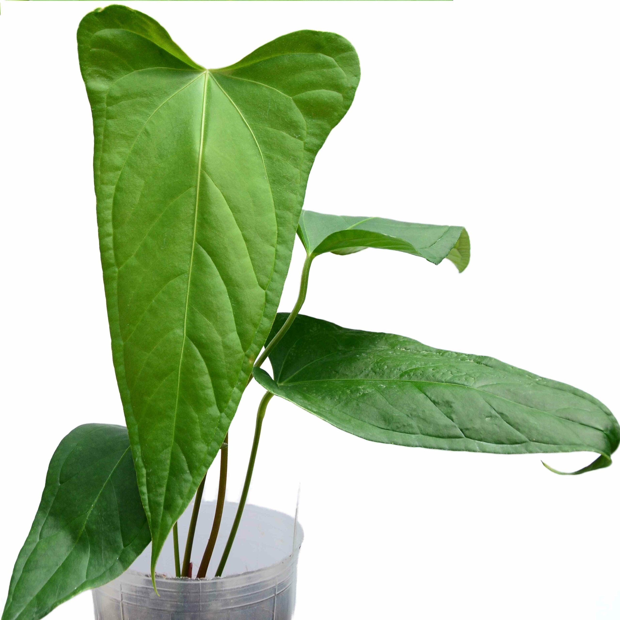Anthurium Yasuni Heart アンスリウムヤスニハート Anthurium-Yasuni-Heart-scaled-