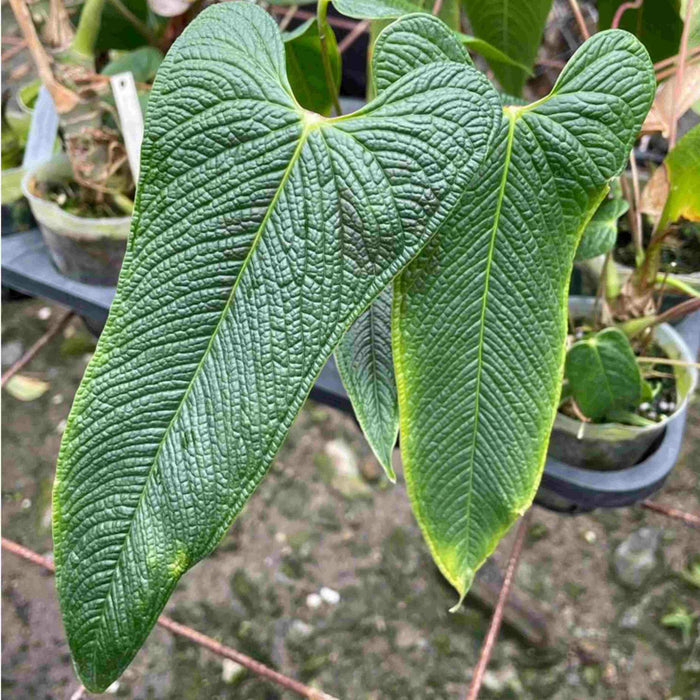 anthurium barnaul russia Anthurium bernalii