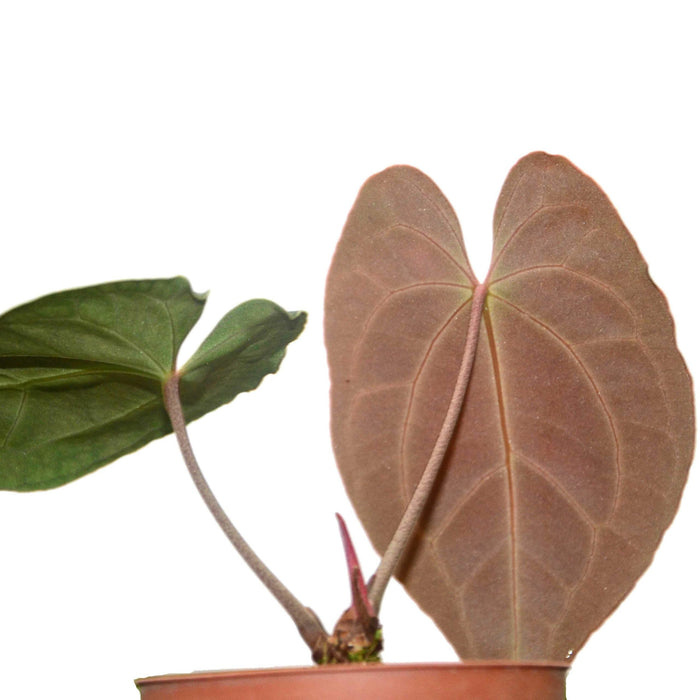 anthurium affine Anthurium besseae aff (seedling) — Ecuagenera USA Corp