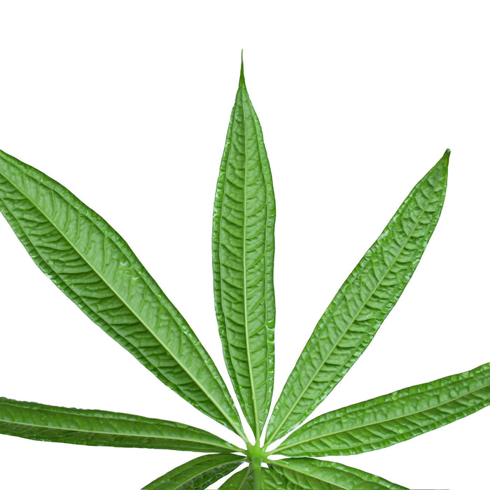 Anthurium croatii 'corrugado'